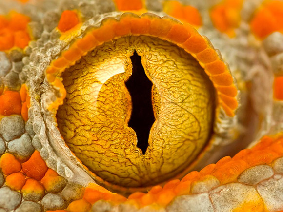 tokay gecko eye macro